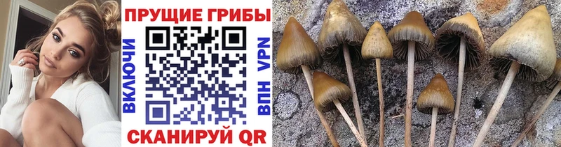 Галлюциногенные грибы Cubensis Первомайск